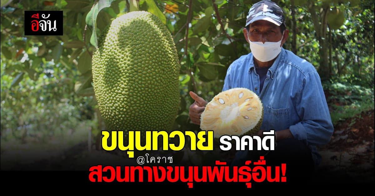 ขนุนทวายปีเดียว ของดีโคราช ส่งออกปีละกว่า 10 ตัน ใครกินก็ติดใจ