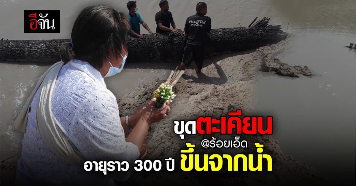 ร้อยเอ็ด ขุดพบ ต้นตะเคียน อายุราว 300 ปี!