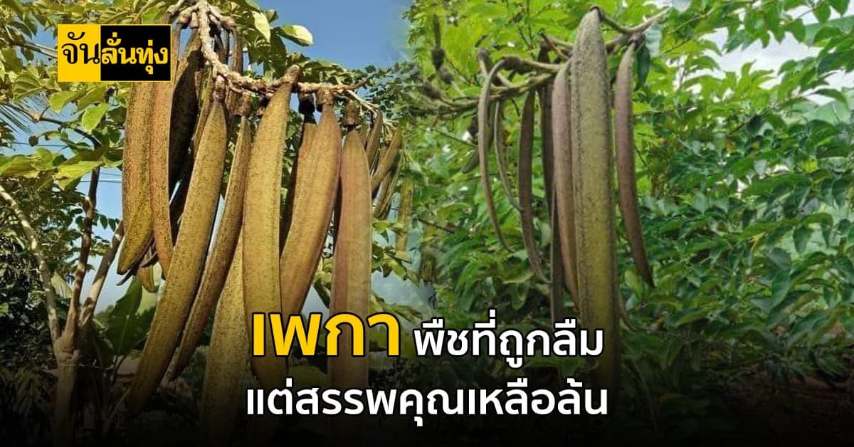 เพกา หรือ ลิ้นฟ้า ผักพื้นบ้านสรรพคุณล้นที่ถูกลืม