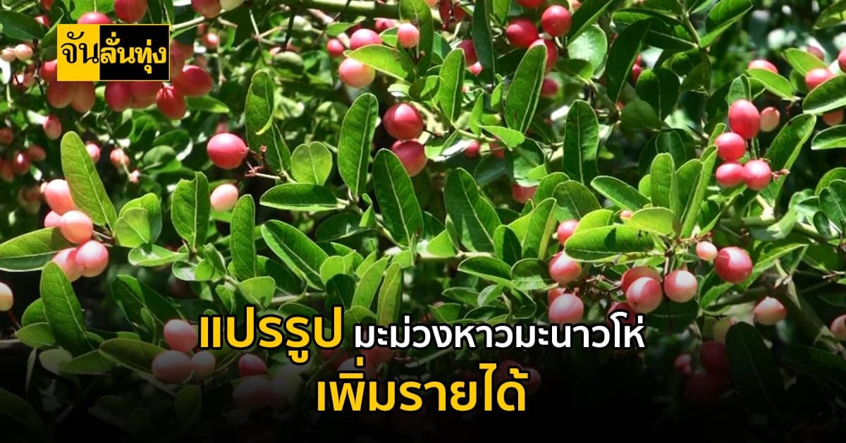 คิดต่างให้อยู่รอด แปรรูป มะม่วงหาวมะนาวโห่ เพิ่มรายได้เลี้ยงครอบครัว