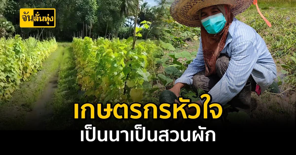 เปลี่ยนผืนนาเป็นสวนผักเกษตรกร จ.สงขลา เปลี่ยนนาข้าว เป็นสวนผักชั่วคราว
