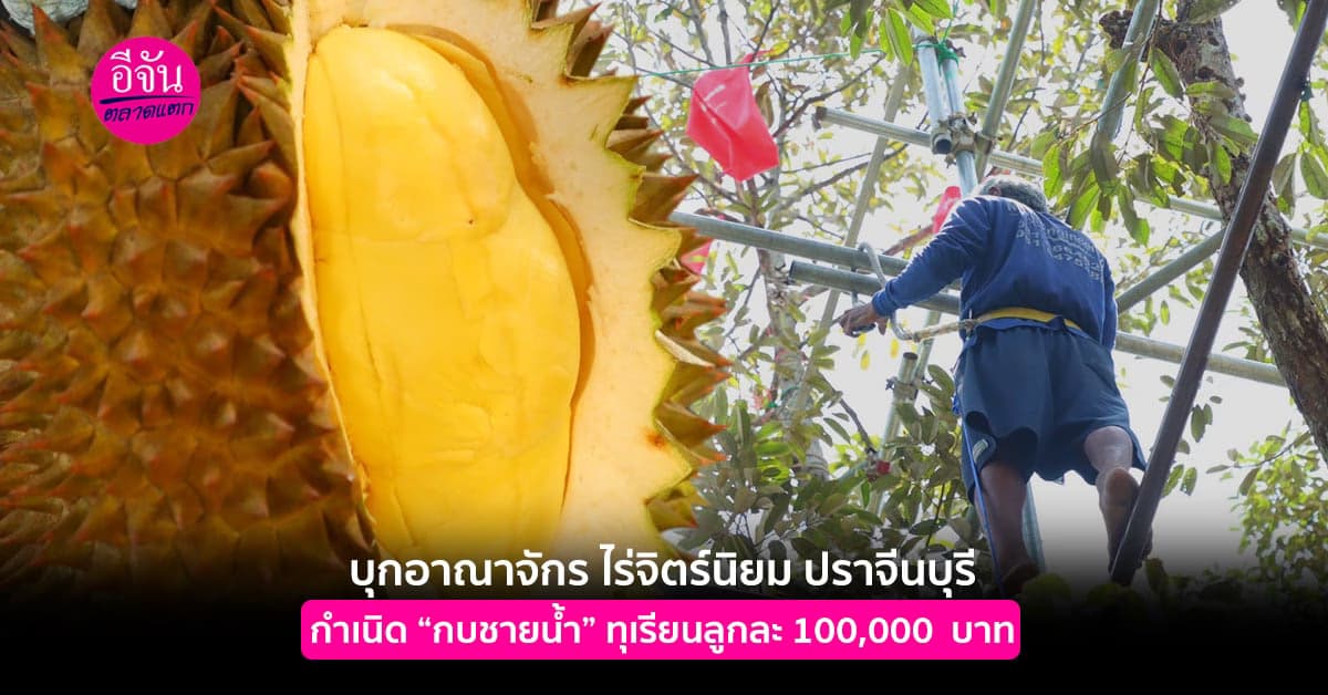 เดินทางกว่า 200 กิโล เพื่อตามหา กบชายน้ำ ทุเรียนโบราณ