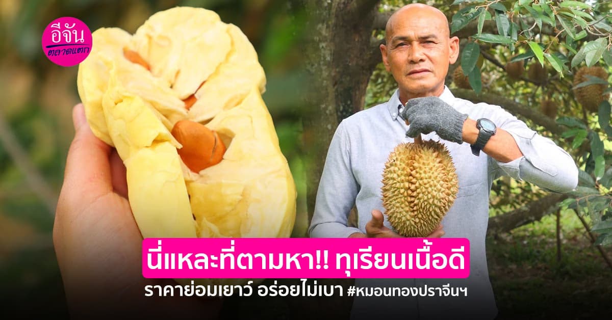 หมอนทองปราจีนฯ สวนผู้พันชัช ปลูกแบบปราณีต เนื้อดี ราคาย่อมเยาว์