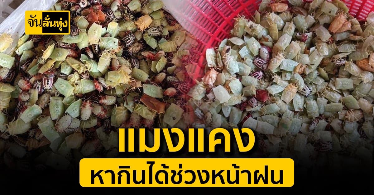 วิธีกำจัดศัตรูพืชแบบชาวบ้าน จับ แมงแคง มาทำอาหารแถมขายสร้างรายได้เพิ่ม