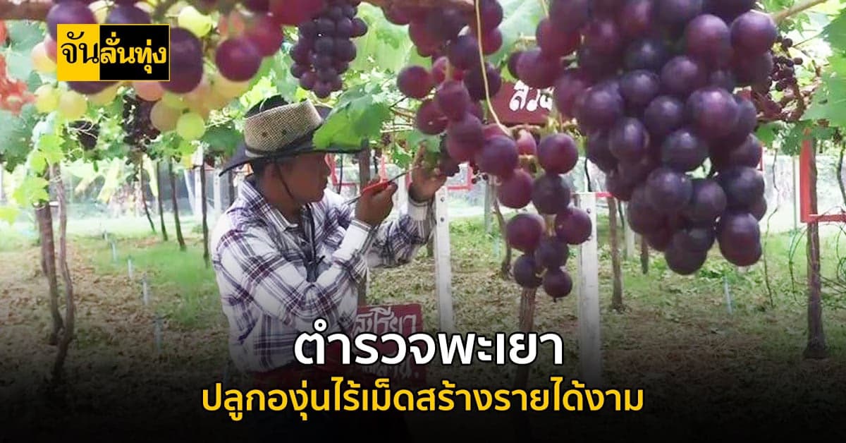 ตำรวจ พะเยา ใช้เวลาว่างจากงานประจำ ปลูกองุ่นไร้เม็ด สร้างรายได้งาม