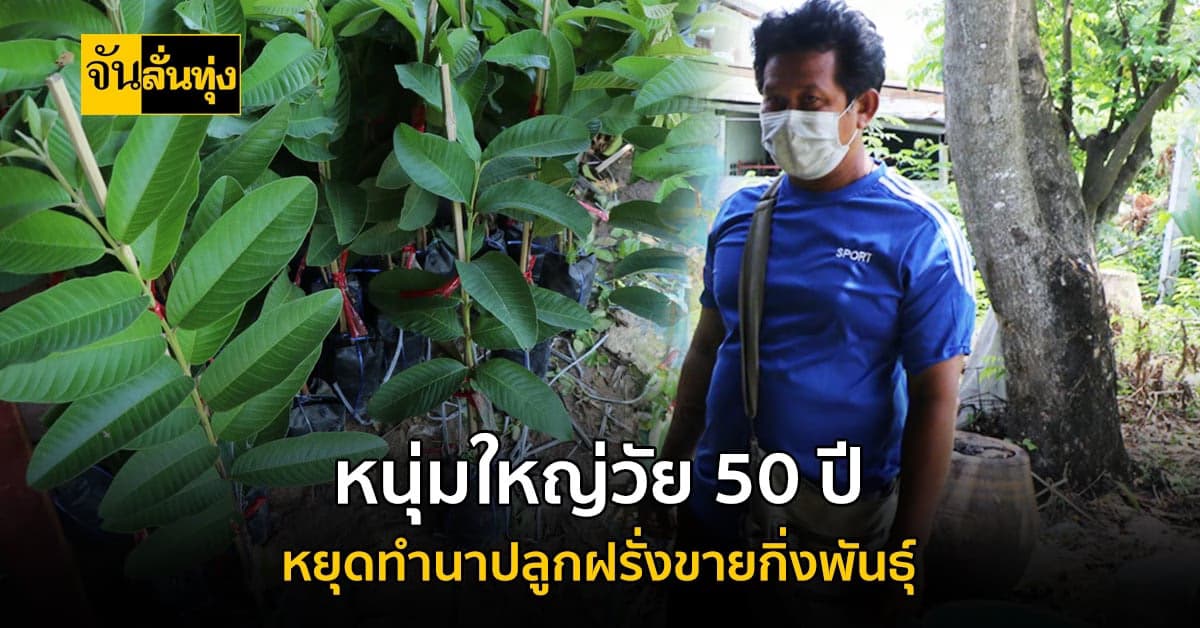 หนุ่มใหญ่วัย 50 ปี หยุดทำนา หันมา ปลูกฝรั่งตอนกิ่งขาย