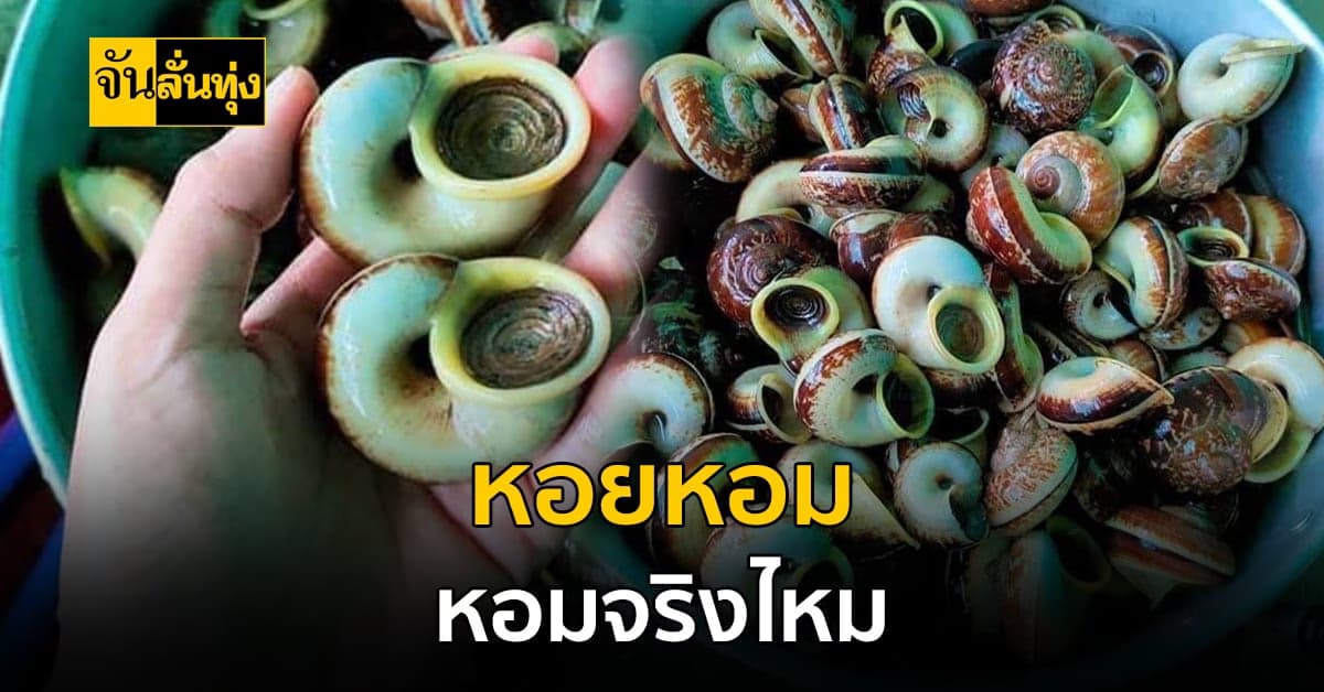 หน้าตาเหมือนหอยทาก จับกินได้ หอยหอม อยู่ตามแนวเทือกเขา