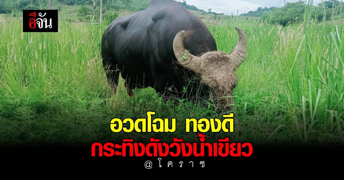 ทองดี กระทิงชื่อดัง วังน้ำเขียว ลงจาก เขาใหญ่ มาอวดโฉม