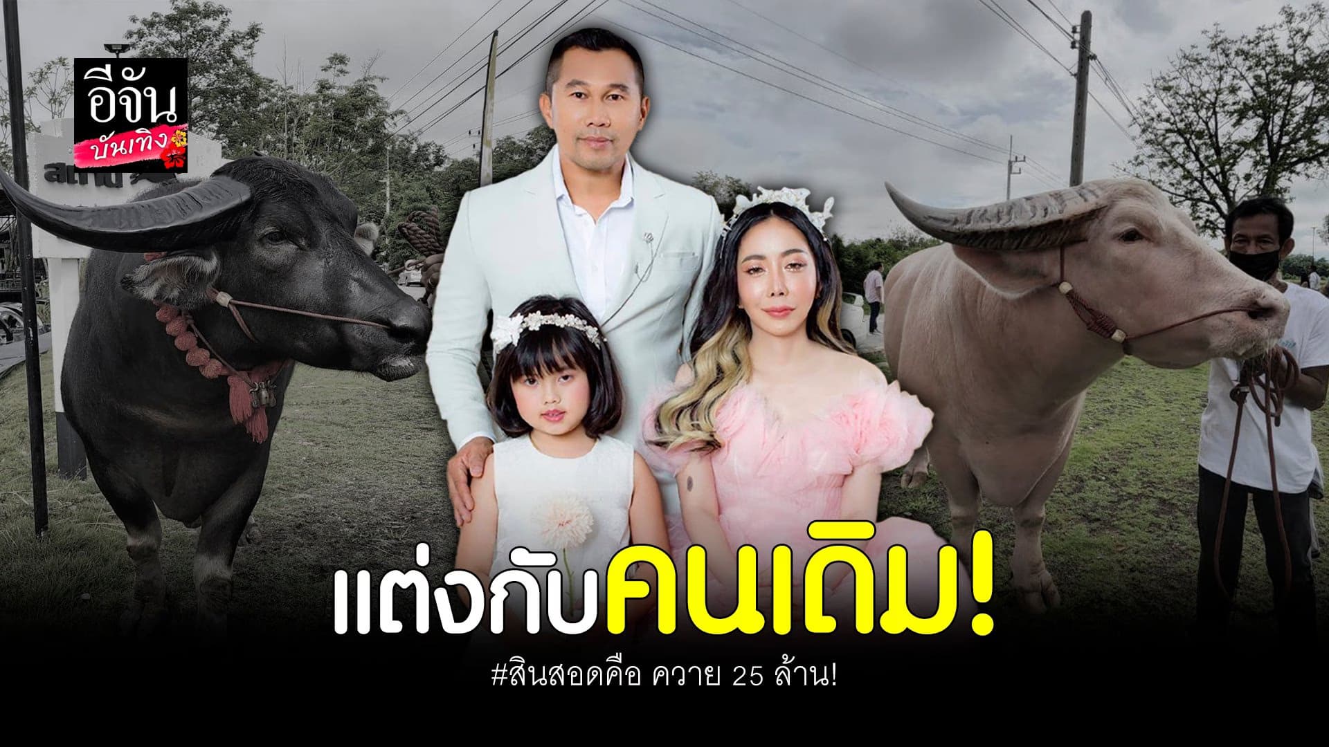 🎬 คลิปบันเทิง : หนึ่งบางปู ปวิช วิวาห์หวาน สินสอดคือควาย