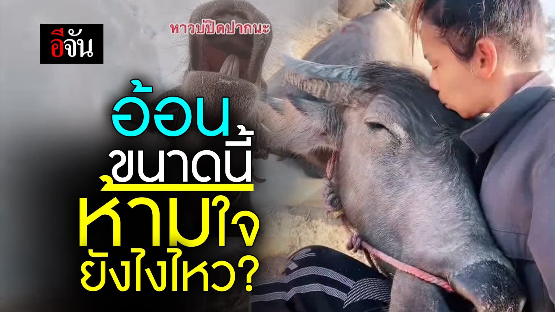 🎬 รถถัง ควายไทย ขี้อ้อนขนาดนี้ ห้ามใจยังไงไหว?