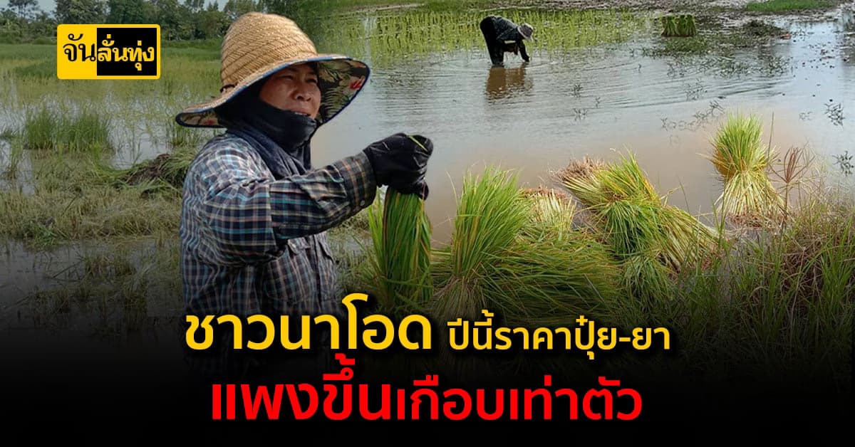 ปัญหาที่ยังไม่ได้แก้ ชาวนา โอด ราคาปุ๋ย-ยา แพงขึ้นเกือบเท่าตัว