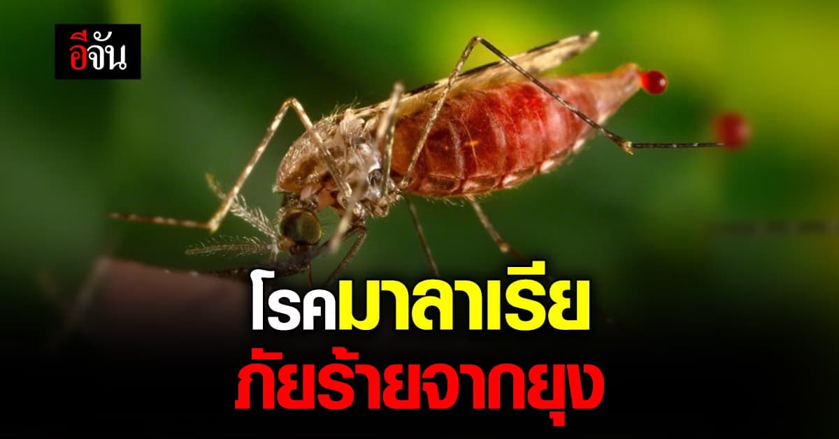 ทำความรู้จัก โรคมาลาเรีย ภัยร้ายจาก ยุงก้นปล่อง ที่ควรเลี่ยง