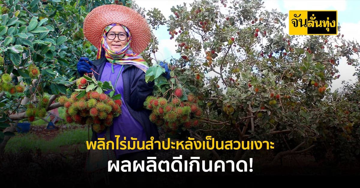 เกษตรกร โคราช พลิกผืนดิน เปลี่ยนไร่มันสำปะหลังเป็นสวนเงาะ รายได้ดี