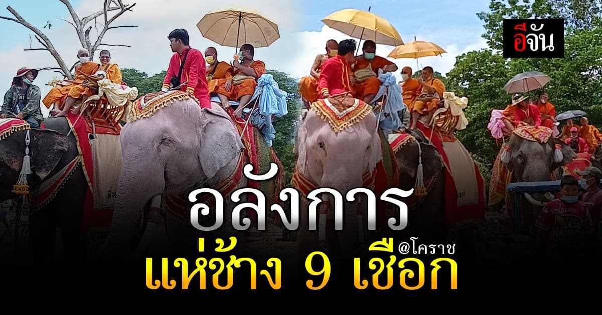 พิมาย – โคราช จัดพิธีแห่ช้าง 9 เชือก ฉลองอายุ พระครูวิลาสปัญญาโชติ