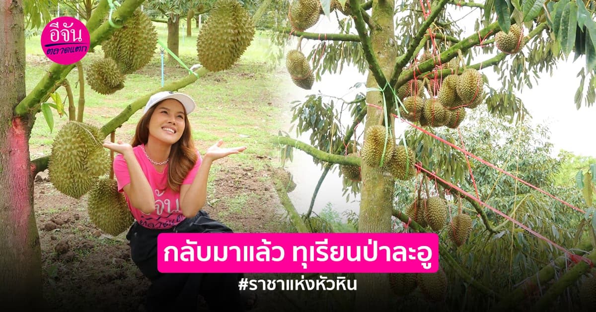 อีจันบุกสวน จองทุเรียนป่าละอู เตรียมขายซีซั่น3