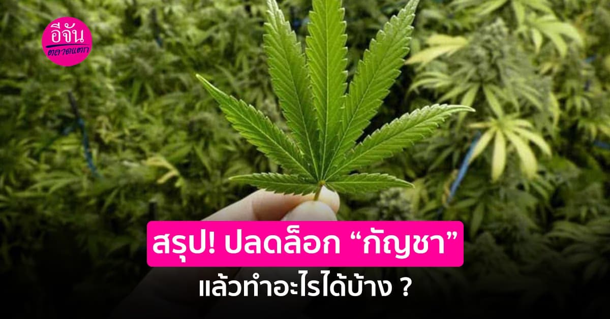 รวมสรุป สิ่งที่คนไทยทำได้ หลังปลดล็อก “กัญชา”  ออกจากยาเสพติด