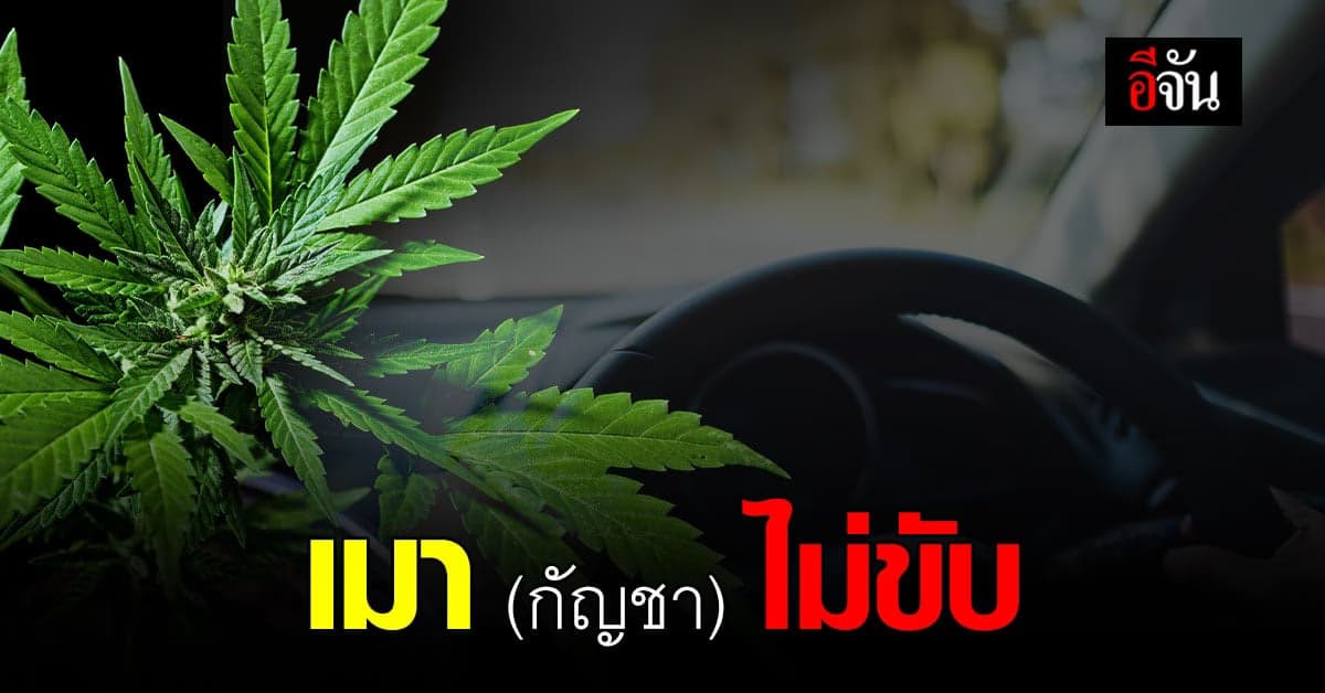 เลขาฯ เมาไม่ขับ ห่วงคนไทย เมากัญชา แล้ว ขับรถ หลังเริ่มปลดล็อกกัญชา