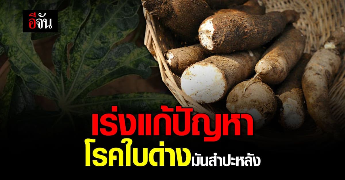 รัฐฯ ไม่หวั่น โรคใบด่างมันสำปะหลัง เร่ง พัฒนาชุดตรวจ มั่นใจเพิ่มรายได้