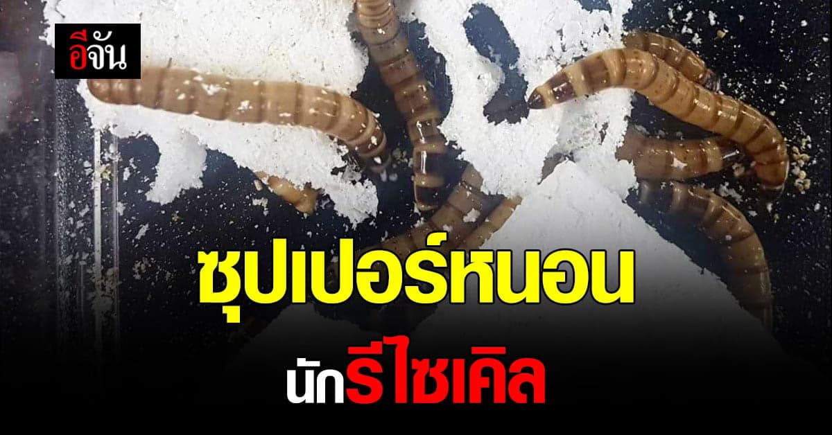 ซุปเปอร์หนอน สายพันธุ์ที่มีความสามารถจัดการ กับขยะพลาสติก