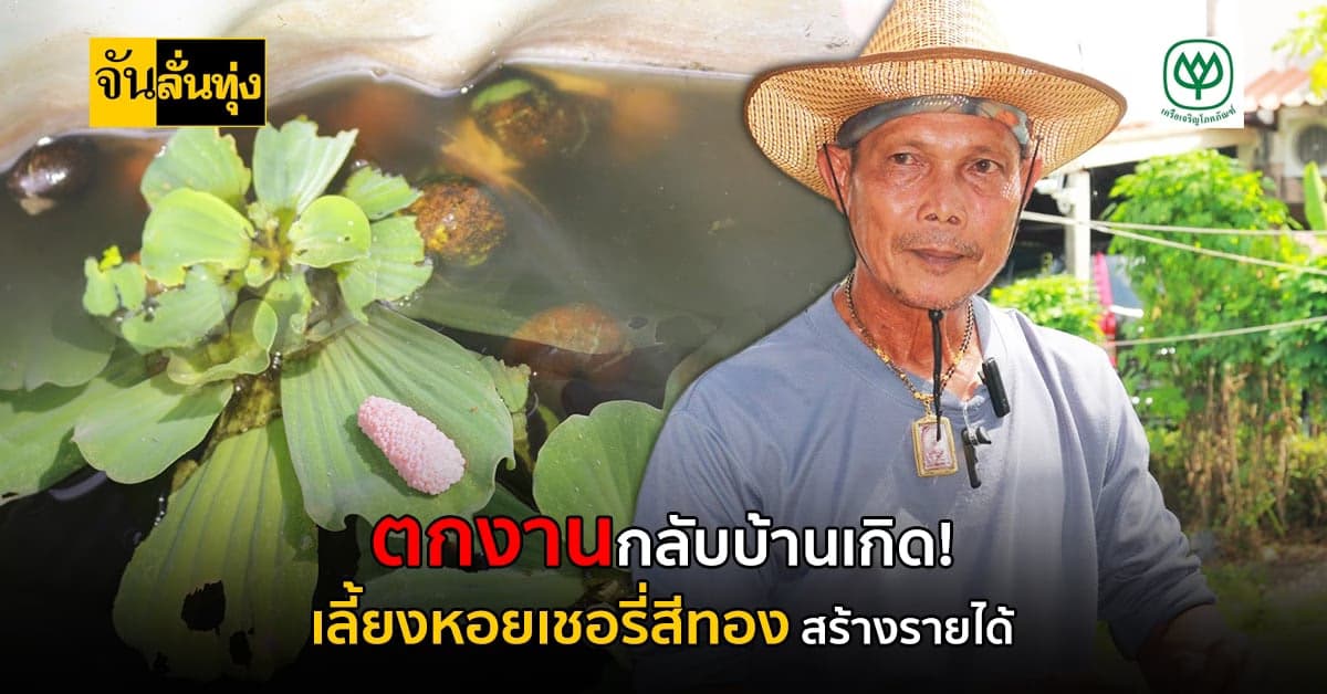 โควิดเป็นเหตุ! ตกงานกลับบ้าน เลี้ยงหอยเชอรี่สีทอง เป็นอาชีพเสริม