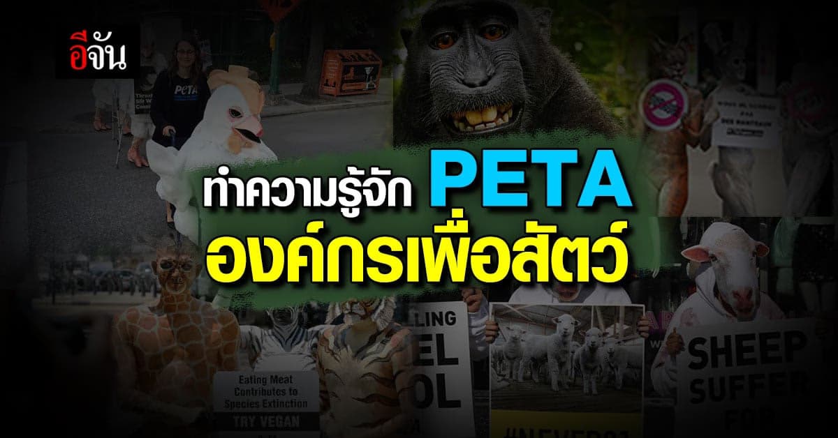 รู้จักกับ PETA องค์กรพิทักษ์สัตว์ ที่พร้อมไฟว้ทุกวงการเพื่อสัตว์โลก