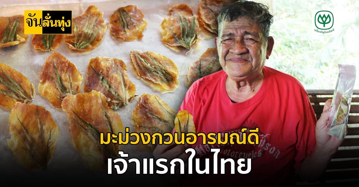 ไอเดียดี มะม่วงกวนอารมณ์ดี ยิ่งกิน ยิ่งฟิน เตรียมทำเป็นของฝาก