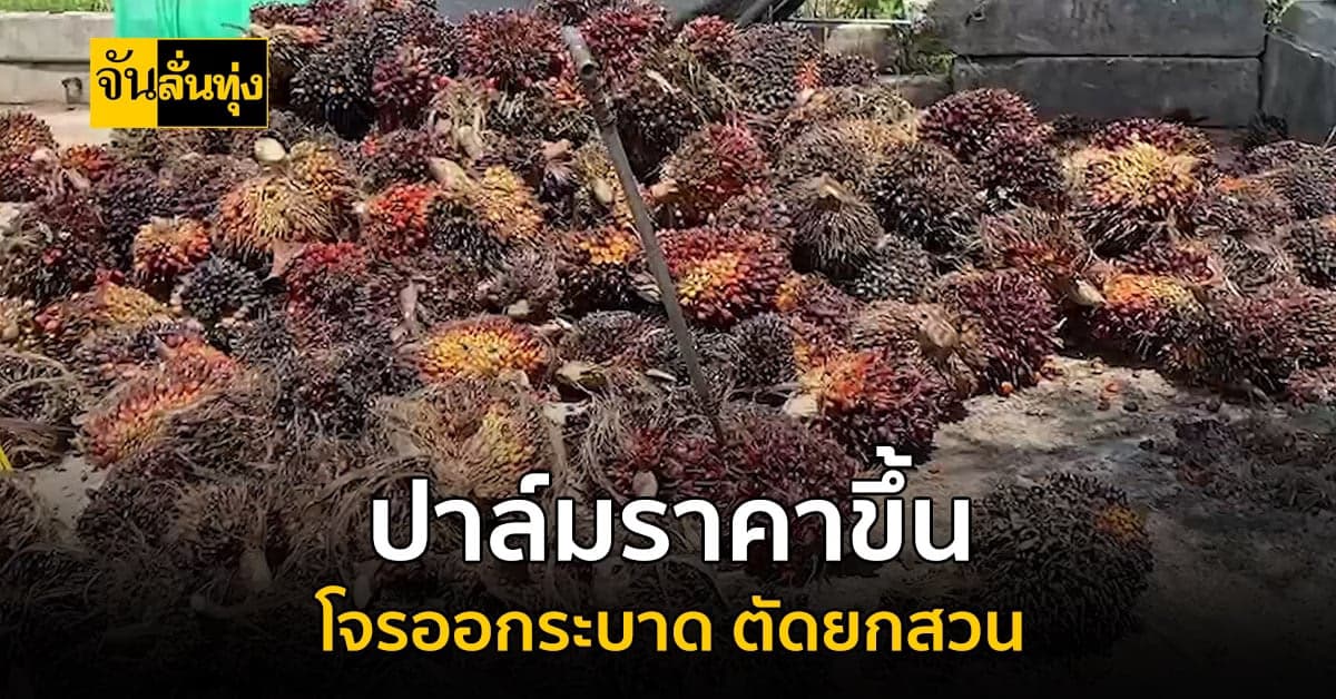 ปาล์มราคาขึ้น โจรขโมยยกสวน