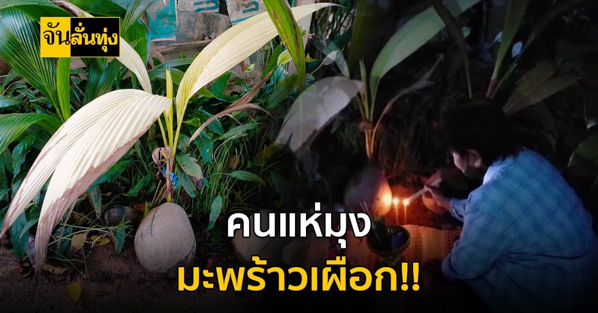 โค้งสุดท้าย! คอหวยแห่ส่องเลขต้นมะพร้าวเผือก