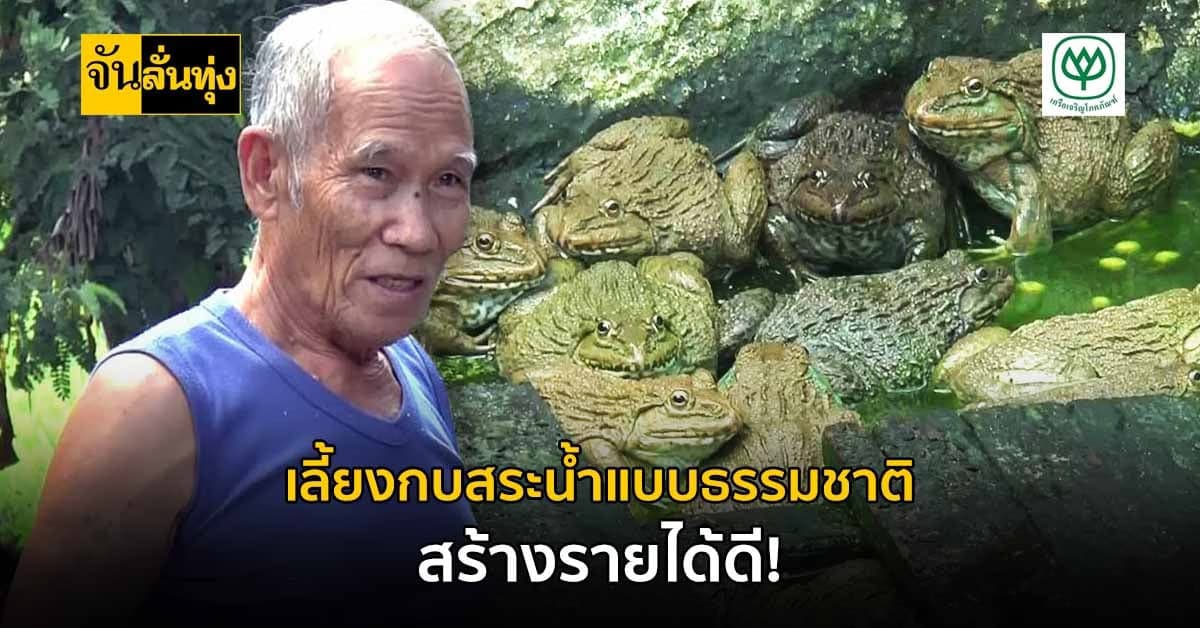 เลี้ยงกบสระน้ำธรรมชาติ สร้างรายได้งาม