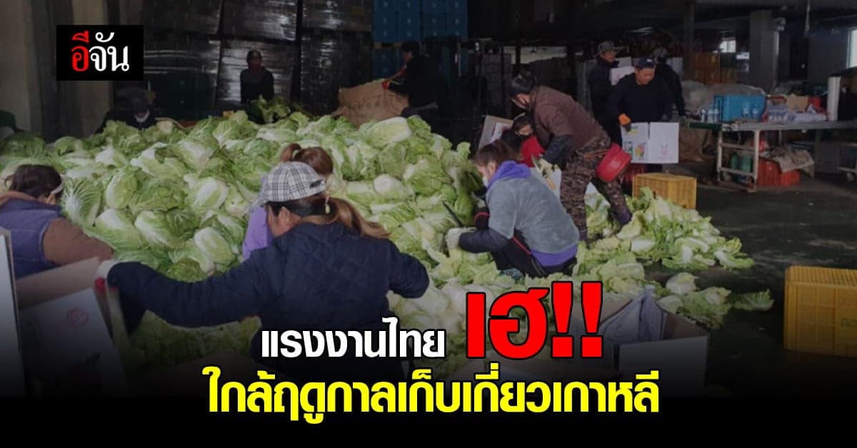 แรงงานไทย มีเฮ! เร่งส่งแรงงานตาม ฤดูกาลภาคเกษตร หลังเจรจาเกาหลีสำเร็จ