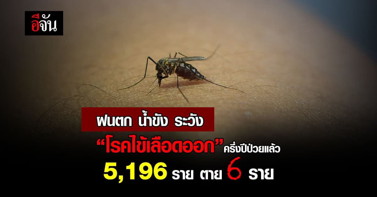กรมควบคุมโรค เตือนประชาชน ฝนตก น้ำขัง ระวังป่วยโรคไข้เลือดออก