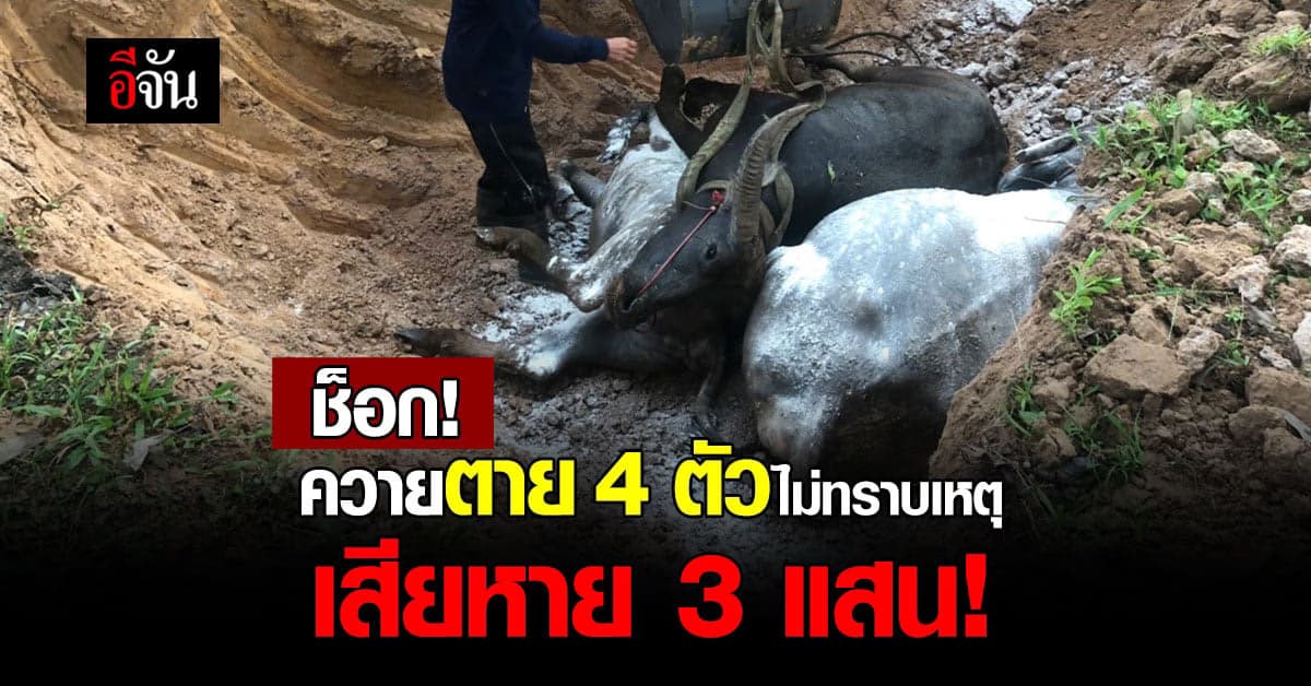 ควายตาย 4 ตัวไม่ทราบเหตุ เสียหายกว่า 3 แสน ปศุสัตว์เร่งสอบหวั่นเกิดโรค