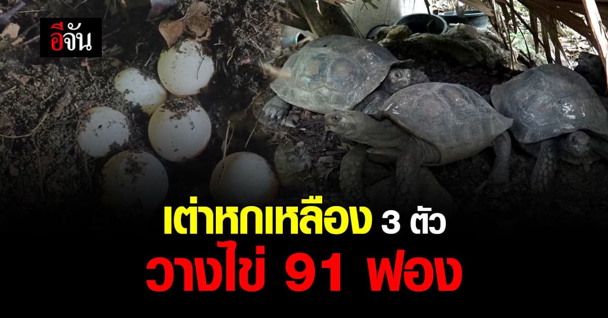 สวนสัตว์สงขลา ทำสำเร็จ เพาะพันธุ์ เต่าหกเหลือง 3 ตัว ออกไข่ 91 ฟอง
