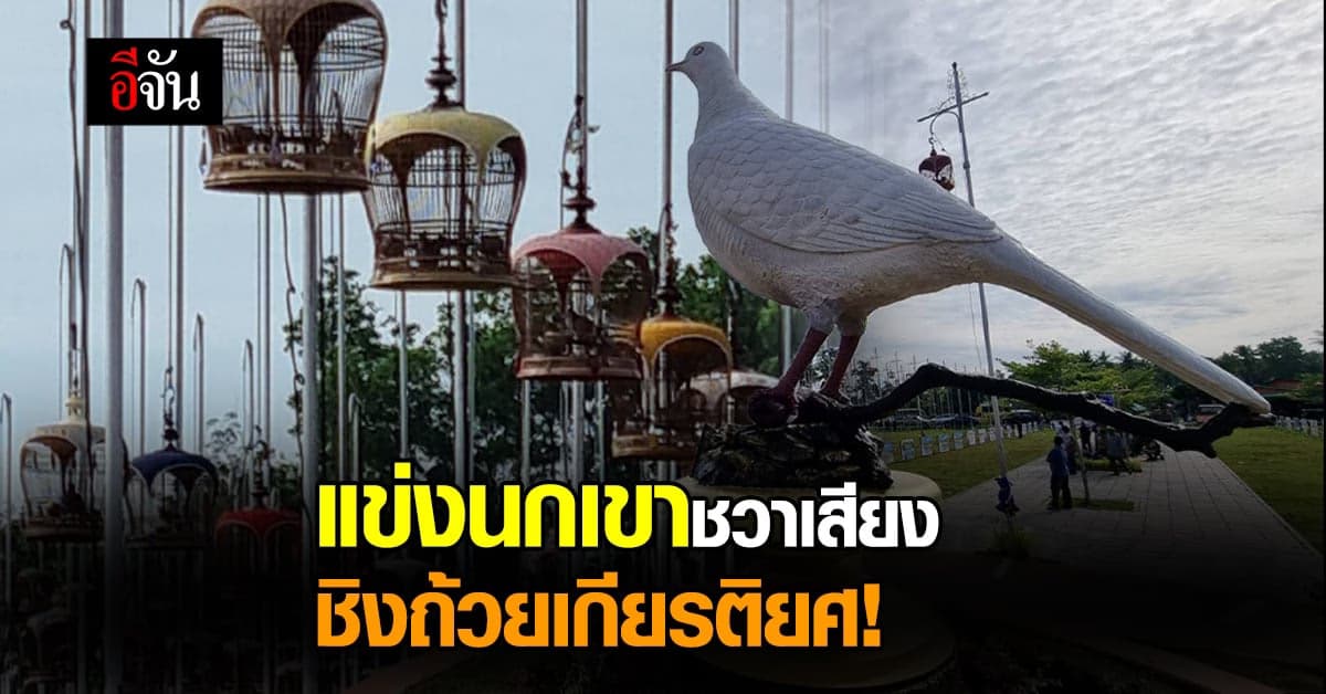 ชมรมนกเขาชวาเสียง จัดการแข่งขัน นกเขาชวาเสียง ชิงถ้วยเกียรติยศ!