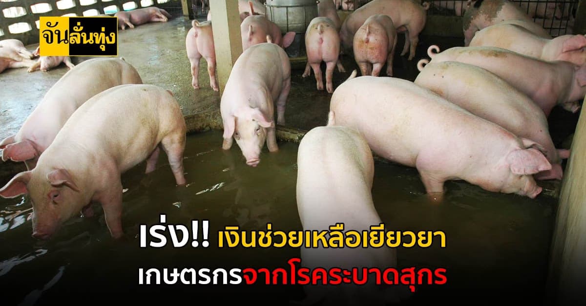เสนอครม. เร่งรัดเงินช่วยเหลือเยียวยาเกษตรกรจากโรคระบาดสุกร