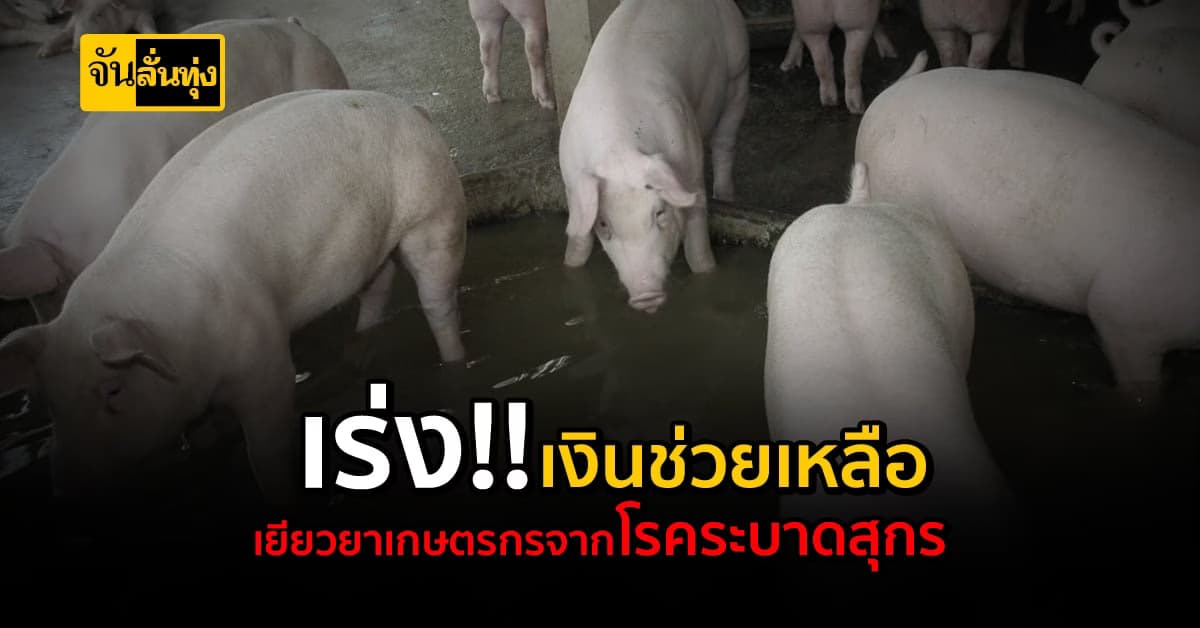 เสนอครม. อนุมัติงบกลาง เร่งรัดเงินช่วยเหลือเกษตรกรจากโรคระบาดสุกรด่วน