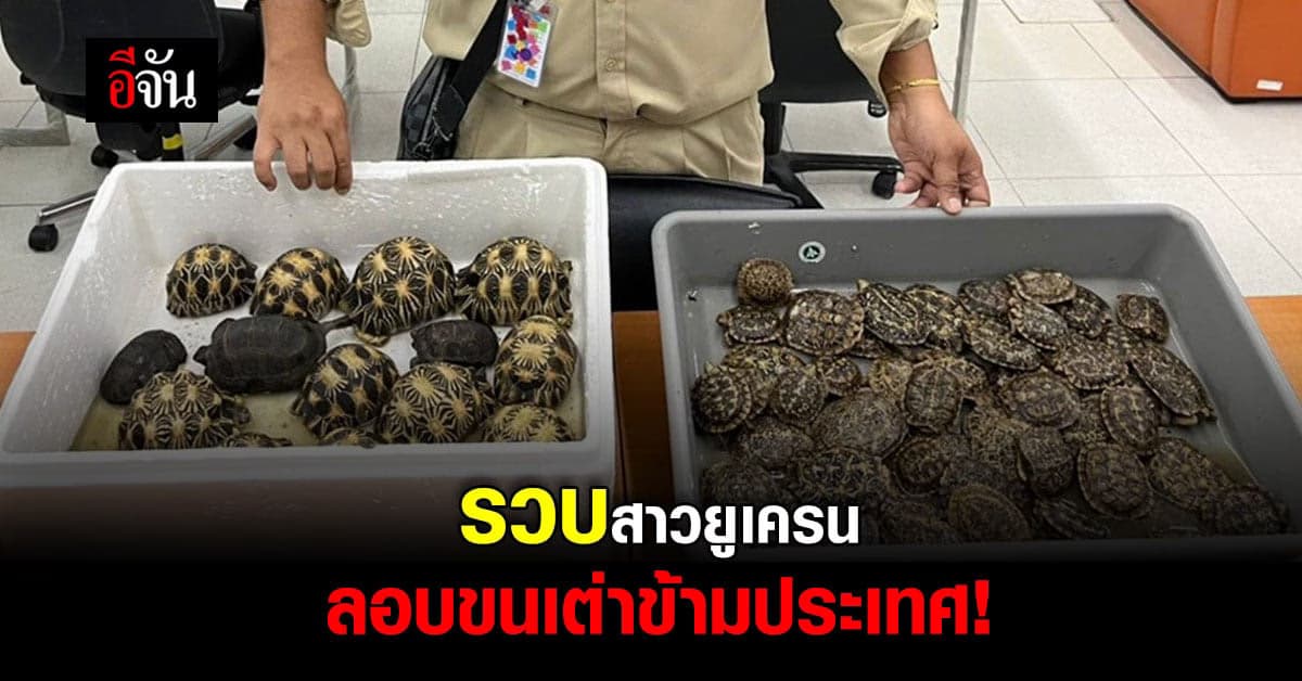 ด่านตรวจสัตว์ป่าสุวรรณภูมิ รวบสาวยูเครน ลอบขนเต่า ข้ามประเทศ!