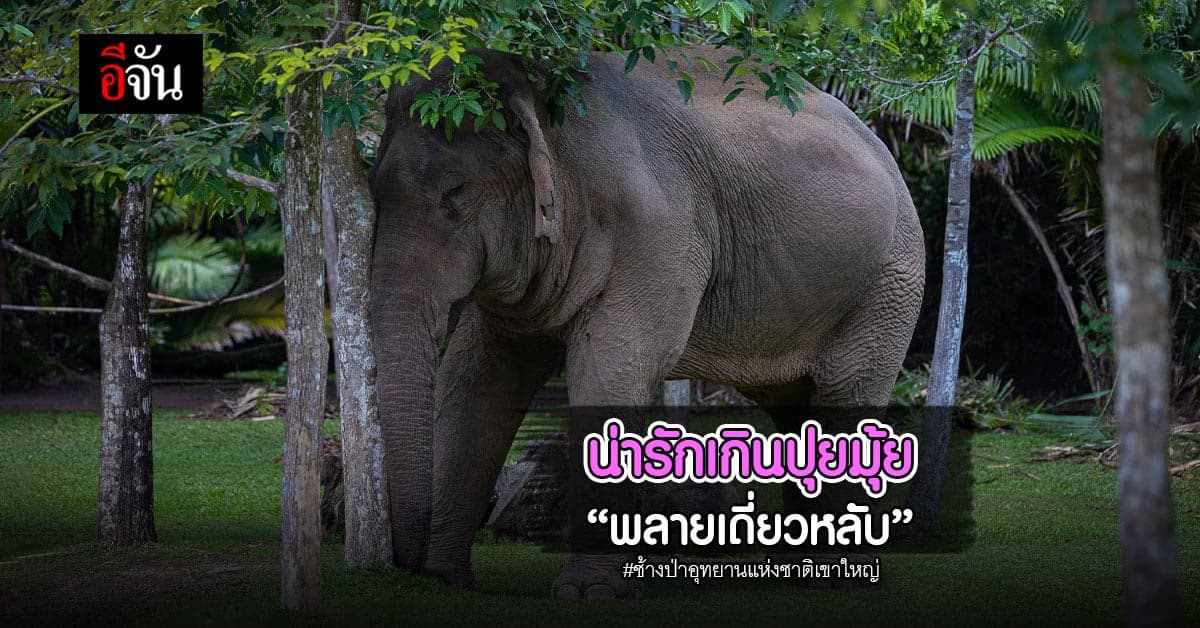 ภาพเด็ด พลายเดี่ยวหลับ ช้างป่าอุทยานแห่งชาติเขาใหญ่