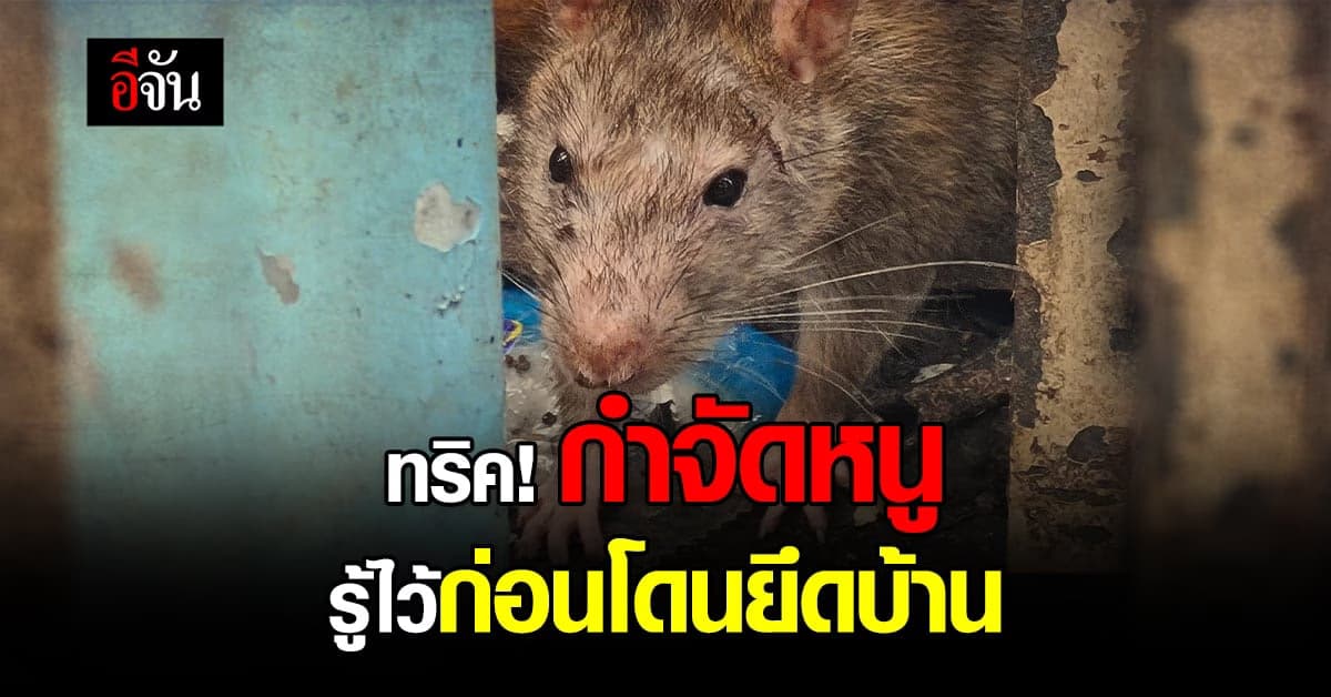 เผยทริคกำจัดหนู ไล่หนู ก่อนเจ้าตัวร้ายยึดบ้าน ตัดไฟแต่ต้นลม