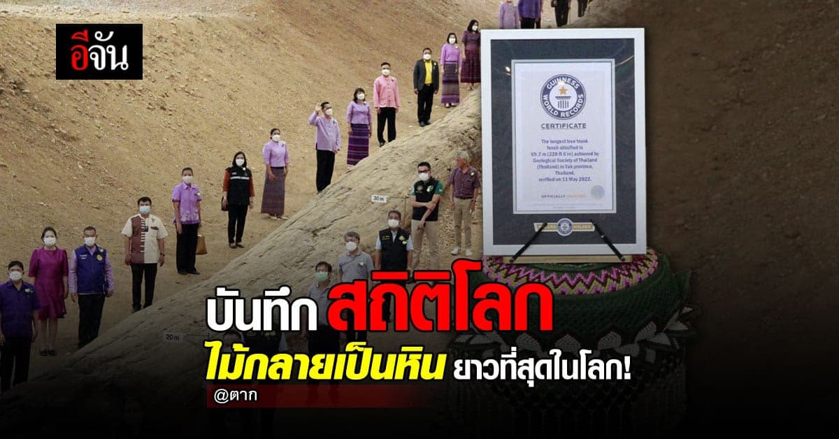 ไม้กลายเป็นหิน – ตาก ยาวที่สุดในโลก บันทึกลงสถิติโลกแล้ว!