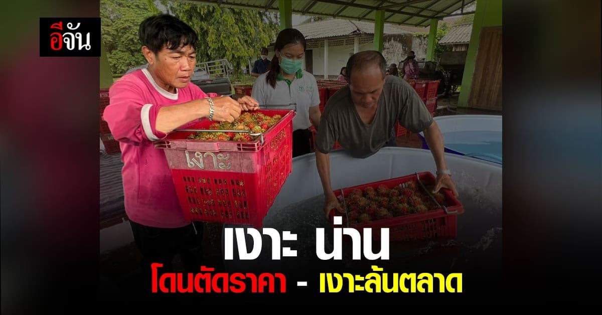 ชาวสวนเงาะ จังหวัดน่าน เจอปัญหาสะสม โดนตัดราคา – เงาะล้นตลาด