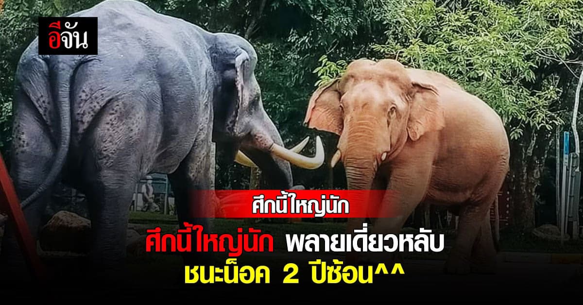 พลายเดี่ยวหลับ ชนะน็อค พลายนิ่ง 2 ปีซ้อน^^