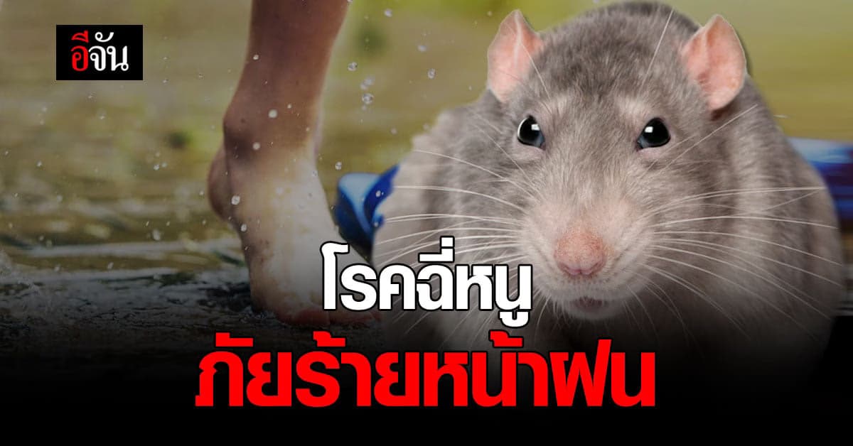 กรมควบคุมโรค เตือนประชาชนหลังเข้าสู่ ฤดูฝน ระวัง โรคฉี่หนู
