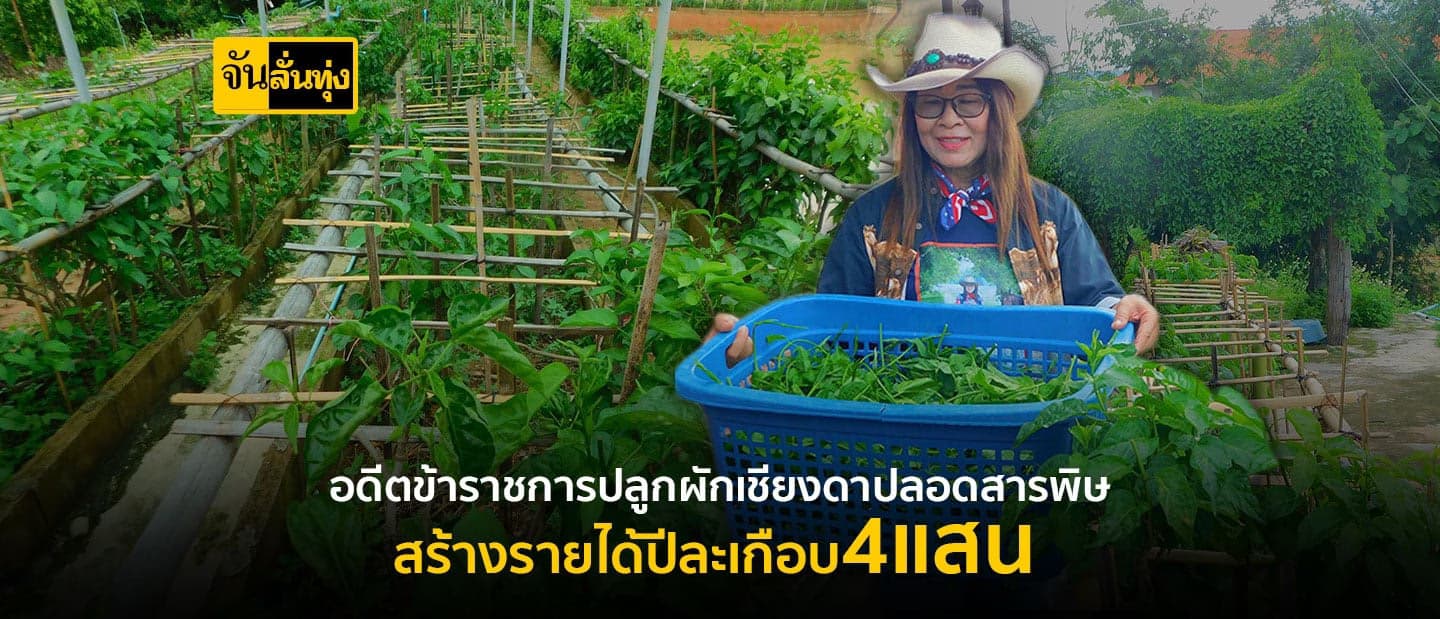 ผักเชียงดาปลอดสารพิษ สร้างเงินหลักแสนต่อปี