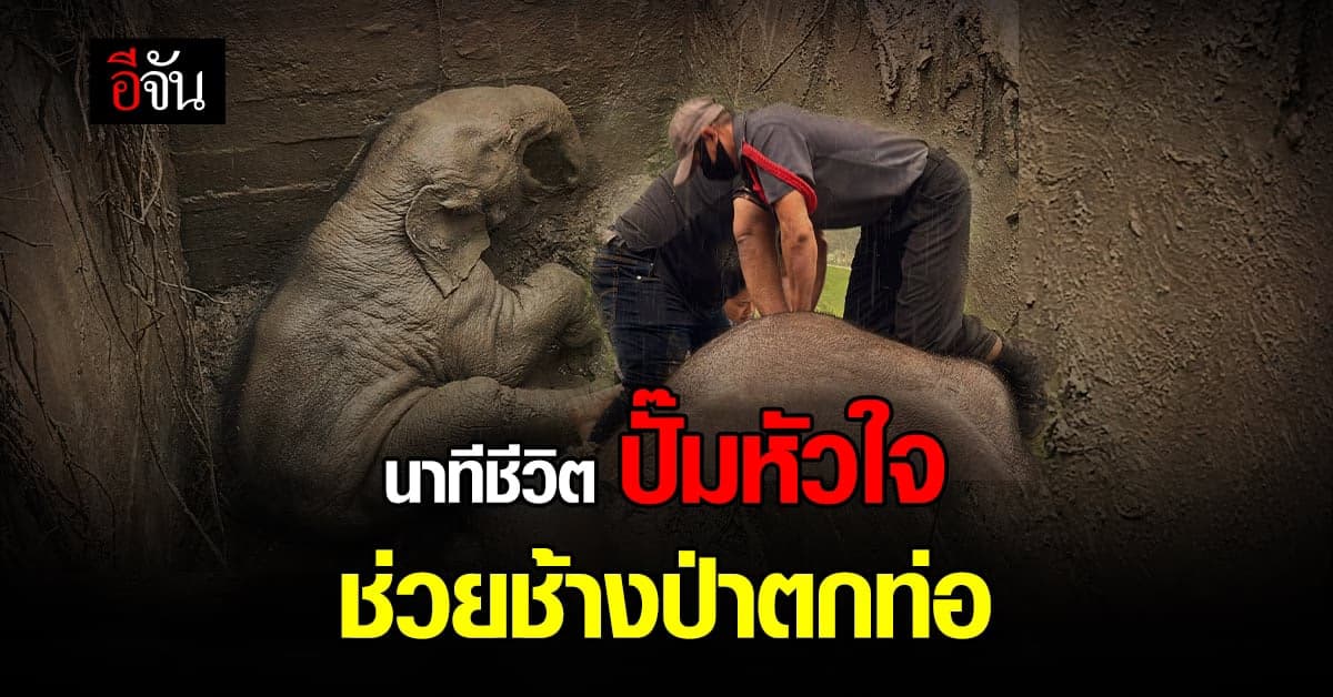 ลุ้นระทึก! ช่วยลูกช้างป่า ตกท่อในรีสอร์ท ใกล้ อุทยานฯ เขาใหญ่
