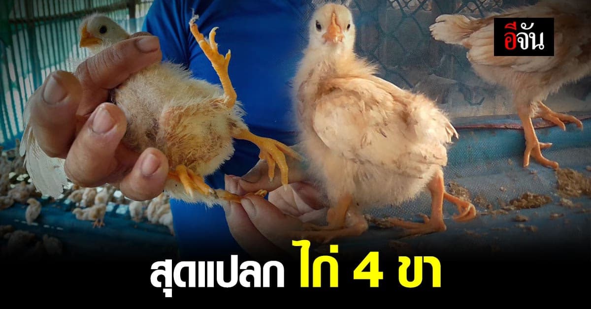 เจ้าของเล้า ตะลึง เจอ ไก่ 4 ขา 2 ตูด