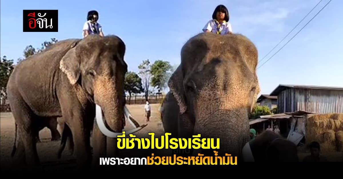 ด.ญ.ปูเป้ ขี่ช้าง ไปโรงเรียน