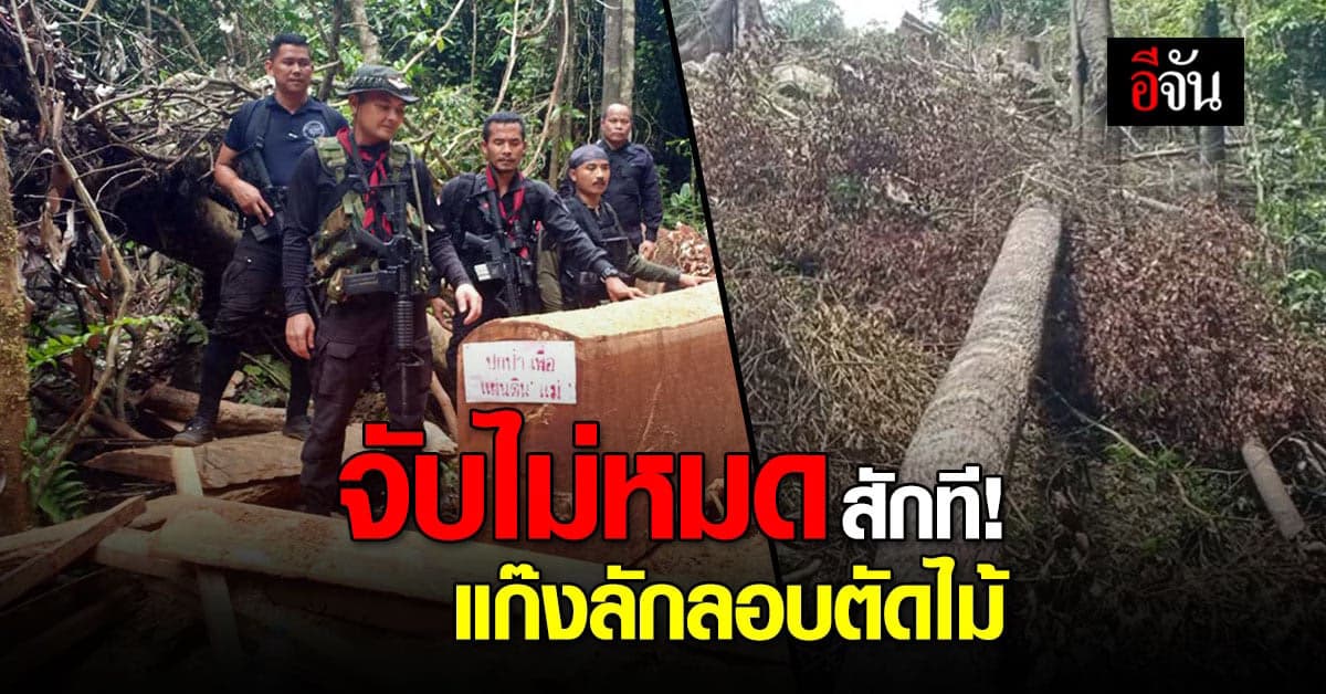 ตัดแล้วตัดอีก! ยะลา จนท. พบการ ลักลอบตัดไม้ ในป่าสงวน