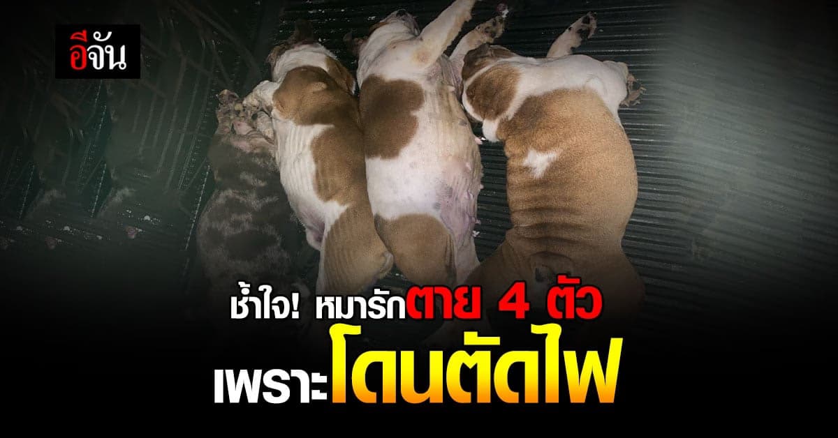 เปิดใจเจ้าของหมาอิงลิชบลูด็อก 4 ตัวตายคากรง! สาเหตุโดนตัดไฟ
