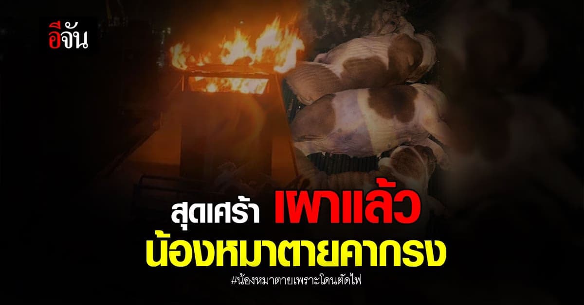สุดเศร้า เจ้าของฌาปนกิจ หมาอิงลิชบลูด็อกตายคากรง สาเหตุโดนตัดไฟ
